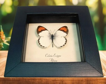 Orange Tip Butterfly African Colotis euippe Framed Taxidermy Display