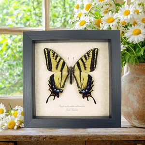 Papilio Multicaudata pusillus Female Butterfly Two Tailed Swallowtail Framed Taxidermy Display
