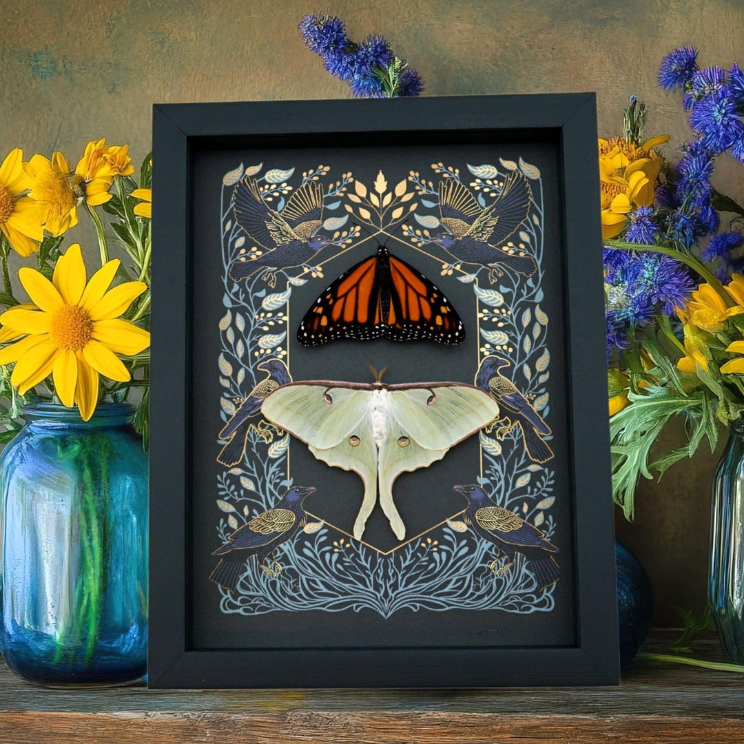 Gothic Ravens Monarch Butterfly Luna Moth Set Real Framed Taxidermy ...