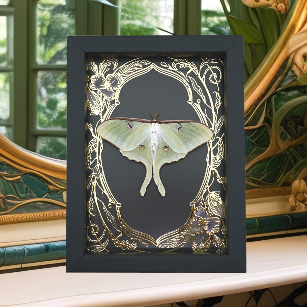Real Luna Moth Framed Taxidermy Gold Foil Art Nouveau Actias Luna - Etsy