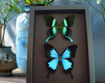 Framed Butterflies Swallowtail Butterfly Collection Moonlight Display