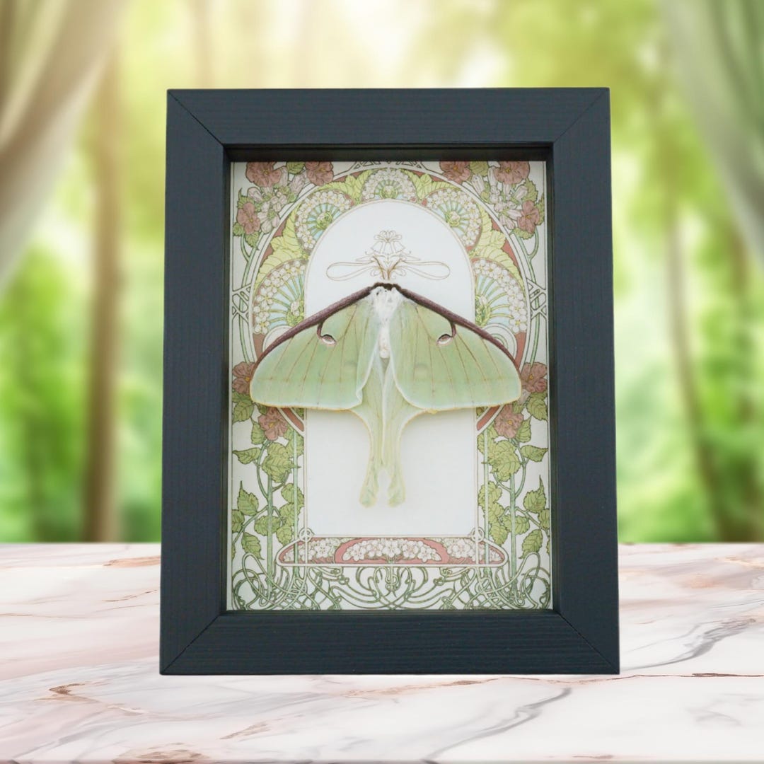 Real Luna Moth Art Nouveau Actias Luna Female Resting Framed Taxidermy ...