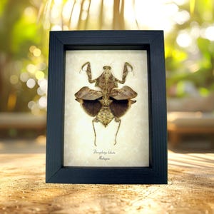 Dead Leaf Mantis Framed Praying Mantis Deroplatys lobata Taxidermy Display