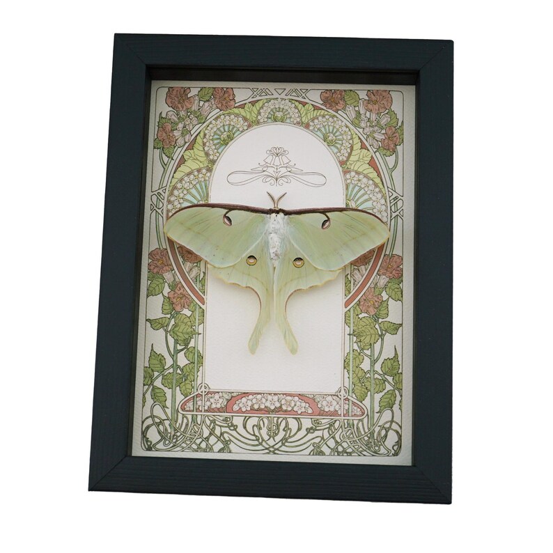 Real Luna Moth Art Nouveau Actias Luna Female Resting Framed Taxidermy ...
