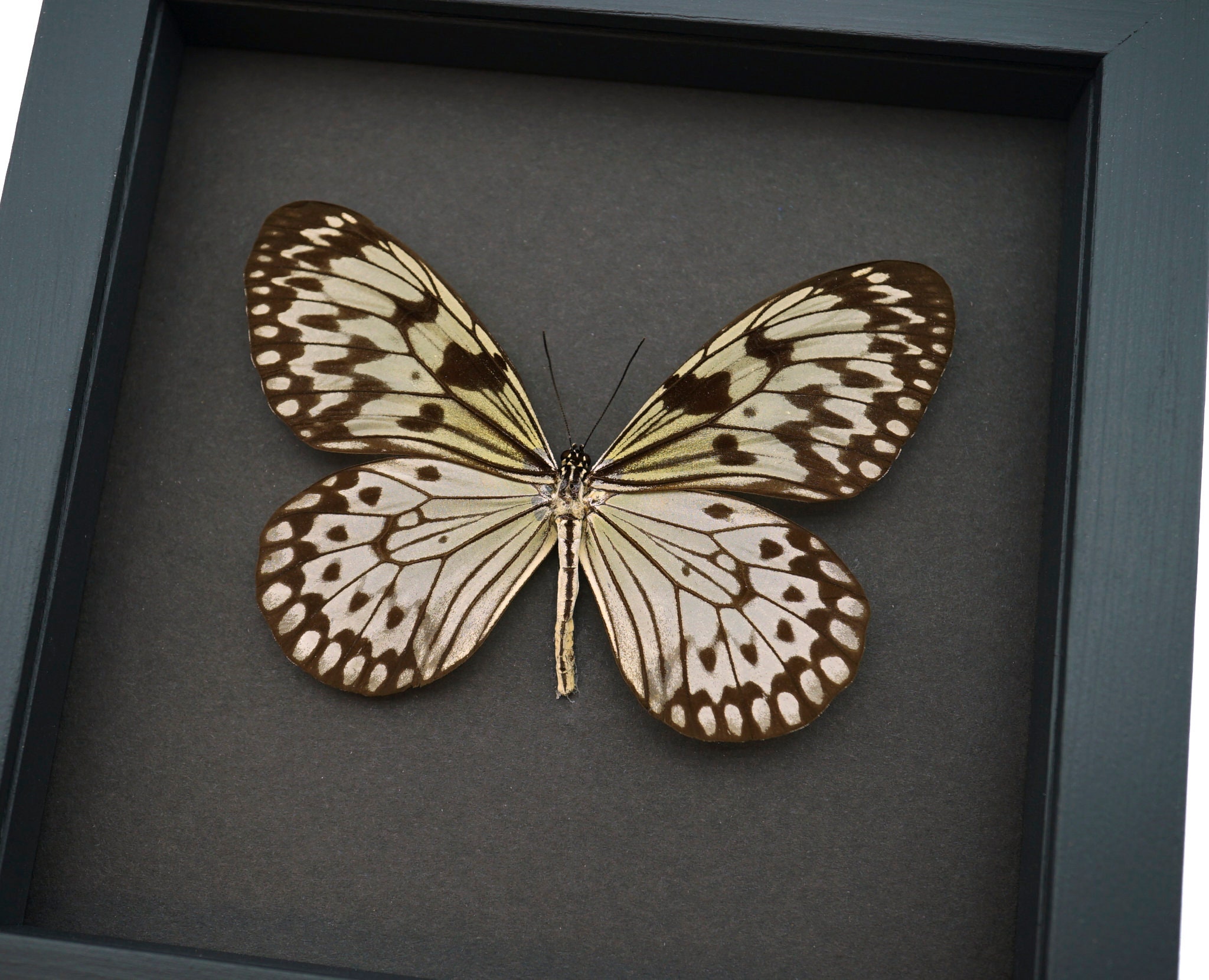 Real Framed Butterfly Idea Leuconoe Large Rice Paper Tree Real Framed Butterfly Idea Leuconoe Large Rice Paper Tree