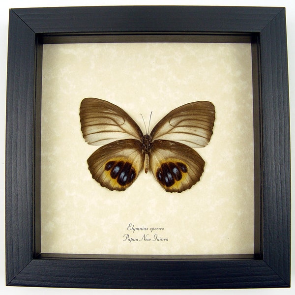 Real Framed Butterfly Elymnias Palmfly Blue Orange Eyespots Taxidermy Display
