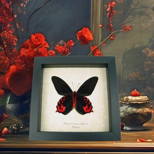 Vampire Butterfly Gothic Framed Taxidermy Display Real Atrophaneura semperi Male