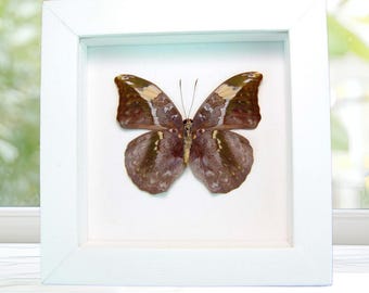 African Leaf Mimic Butterfly Framed Bebearia sophus female Verso Taxidermy Display