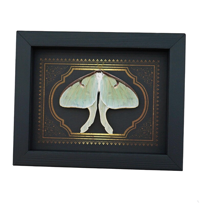 Real Framed Luna Moth Gothic Border Actias Luna Resting Taxidermy ...