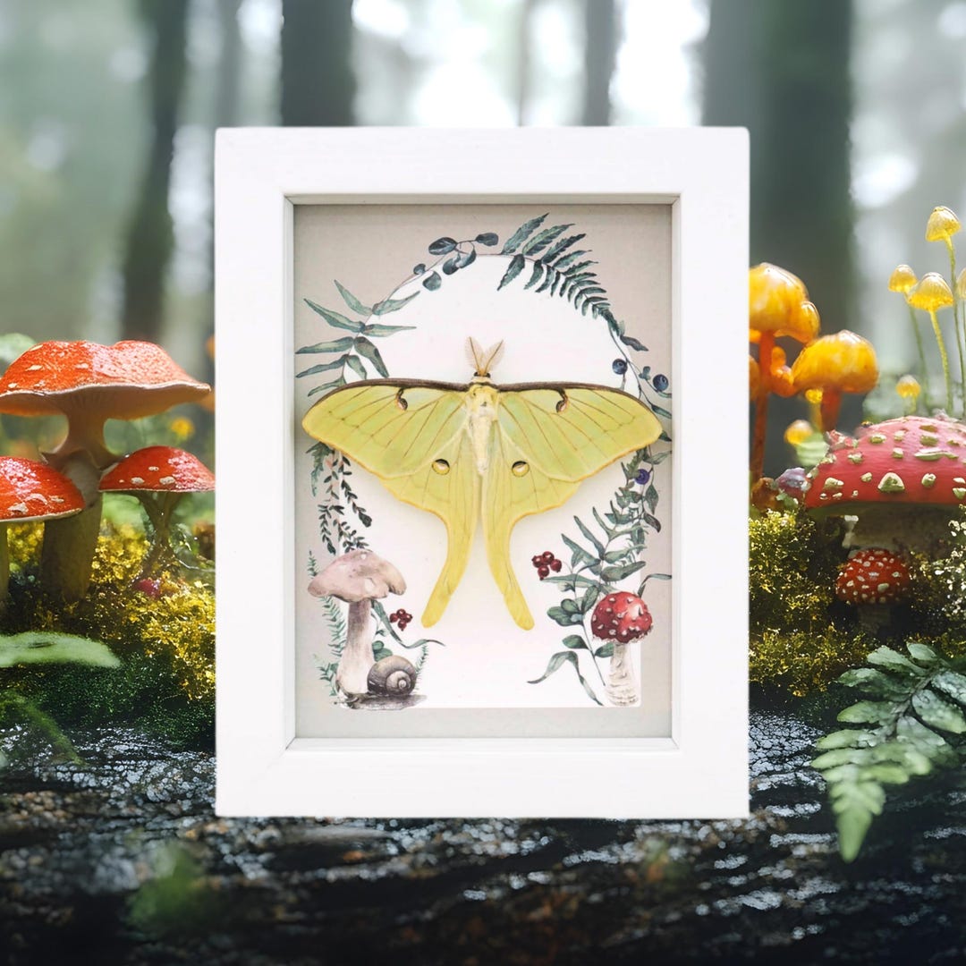 Real Framed Luna Moth Forest Mushrooms Ferns Actias Luna Resting ...