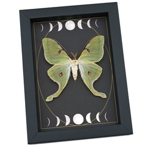 Real Luna Moth Gothic Moon Phases Actias Luna Rubromarginata Female ...