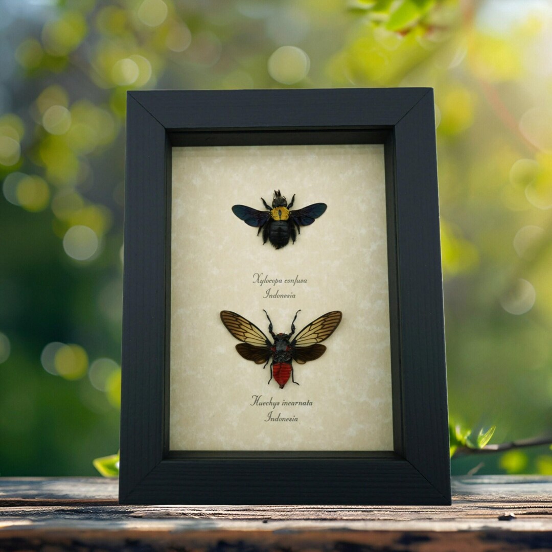 Gold Carpenter Bee Red Devil Cicada Set Framed Insect Taxidermy Display ...