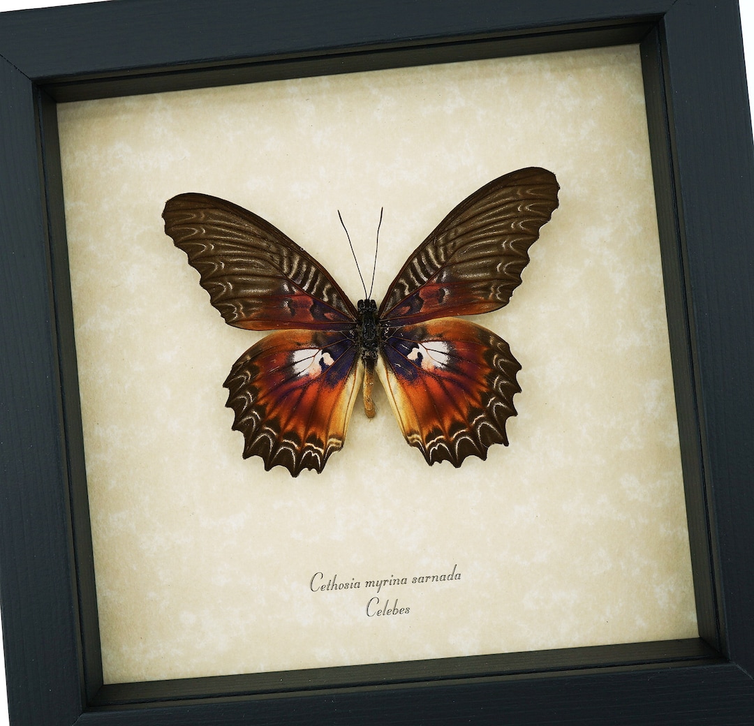 Rare Electric Blue Butterfly Cethosia Myrina Ribbei Framed Etsy