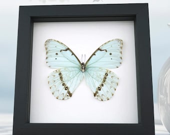 Real Mint Morpho Butterfly Morpho catenarius verso Framed Shadowbox