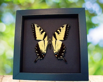 Papilio Glaucus Tiger Swallowtail Real Framed Butterfly Moonlight Display
