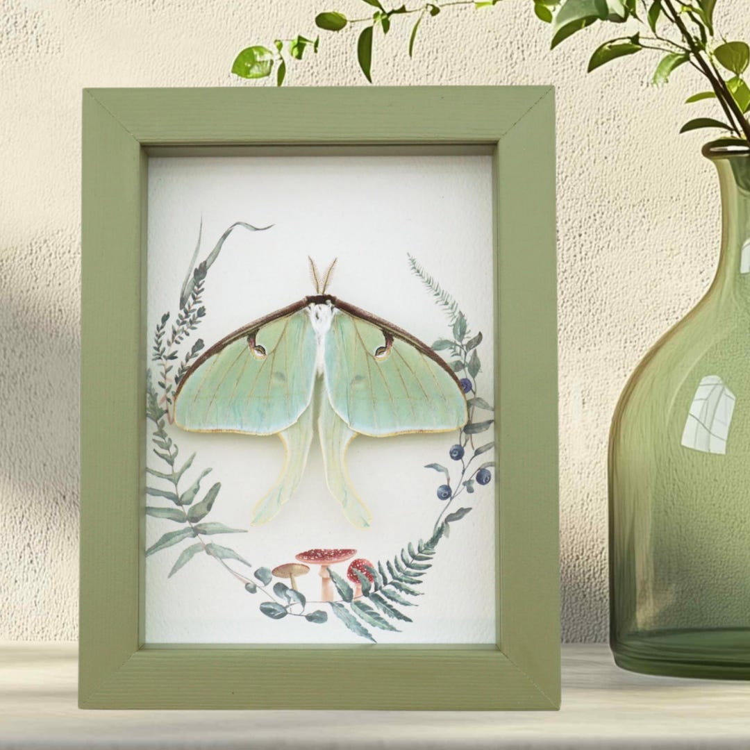 Real Framed Luna Moth Sage Green Ferns Mushrooms Actias Luna Resting ...