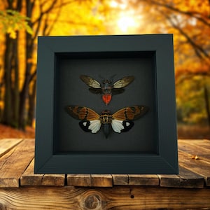 Framed Cicada Set Brown Red Devil Cicadas Insect Taxidermy Moonlight Display