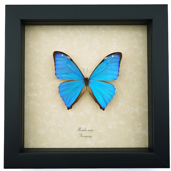 Real Framed Morpho Butterfly Iridescent Blue Morpho Aega Taxidermy Display
