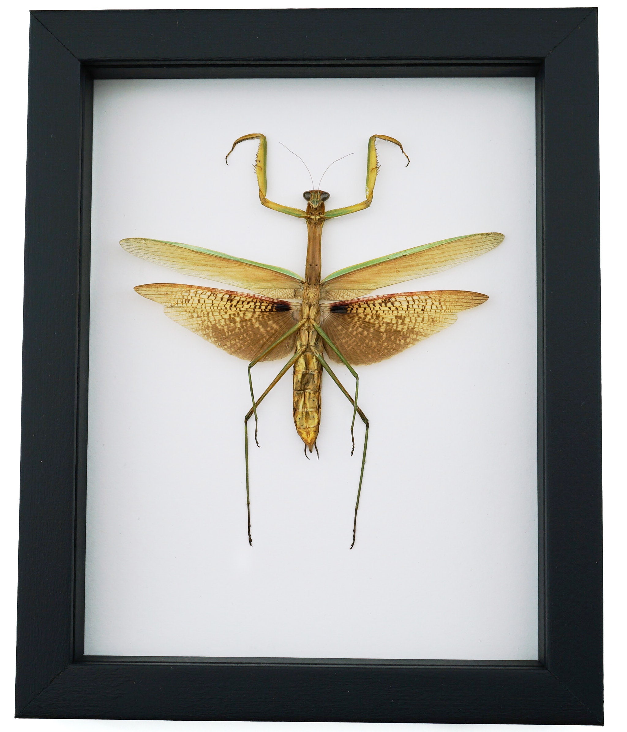 【aviso gold】PRAYING MANTIS 5'6 TINT I've never seen a shiny golden praying mantis before! What