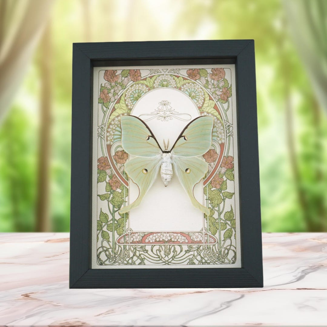 Real Luna Moth Art Nouveau Actias Luna Female Framed Taxidermy Display ...