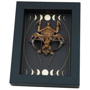 Real Dead Leaf Praying Mantis Gothic Moon Phases Framed Deroplatys lobata Insect Taxidermy
