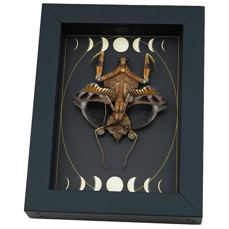 Real Dead Leaf Praying Mantis Gothic Moon Phases Framed Deroplatys lobata Insect Taxidermy