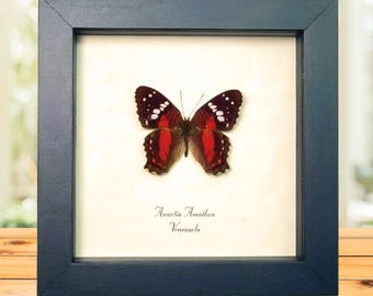 Red Scarlet Peacock Butterfly Anartia amathea Framed Taxidermy Display
