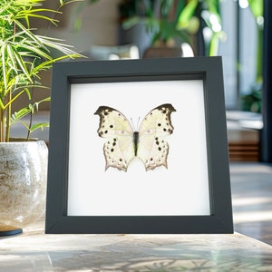 Shimmery Mother Of Pearl Butterfly Salamis parhassus Framed Classic Black Display