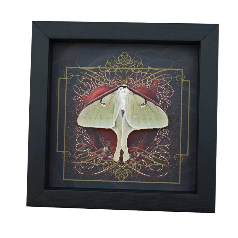 Real Framed Luna Moth Gothic Red Heart Actias Luna Resting Taxidermy ...