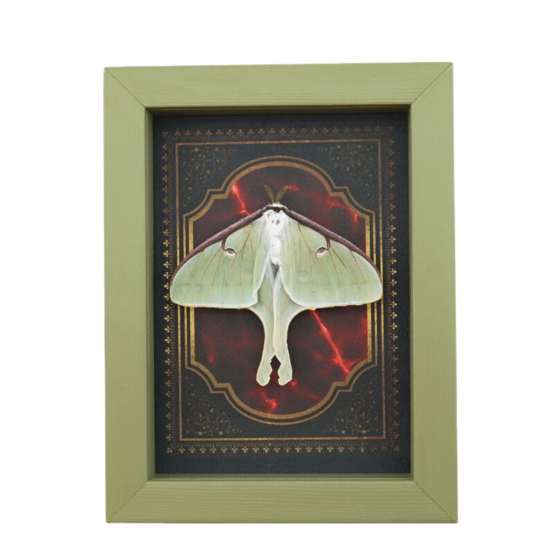 Real Framed Luna Moth Gothic Red Gold Border Actias Luna Resting Sage ...
