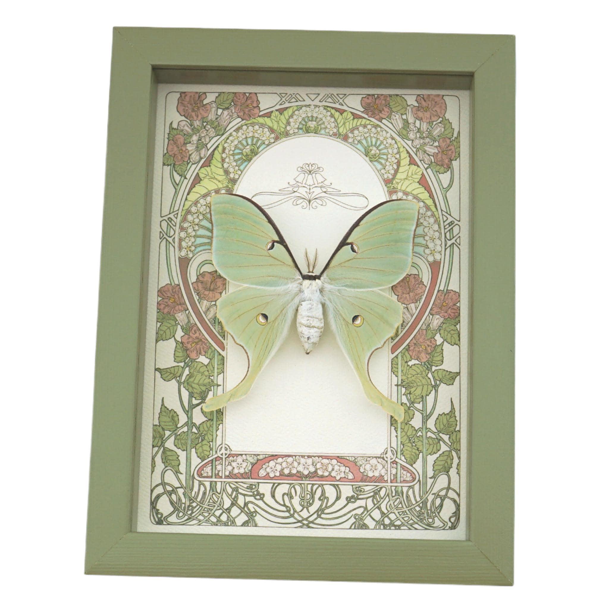Real Luna Moth Art Nouveau Actias Luna Female Framed Taxidermy Sage ...