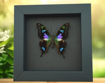 Real Framed Butterfly Graphium weiskei Purple Spotted Swallowtail