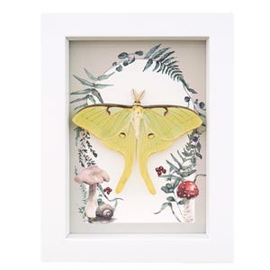 Real Framed Luna Moth Forest Mushrooms Ferns Actias Luna Resting ...