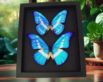 Real Morpho Butterfly Collection Framed Butterflies Moonlight Display