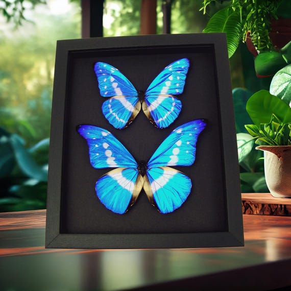 Vintage Butterfly Specimen Display Shadow Box Blue Morpho  Real Butterfly Collection Display Frame 7 Specimens with Morpho Glass Shadow Box main image 1