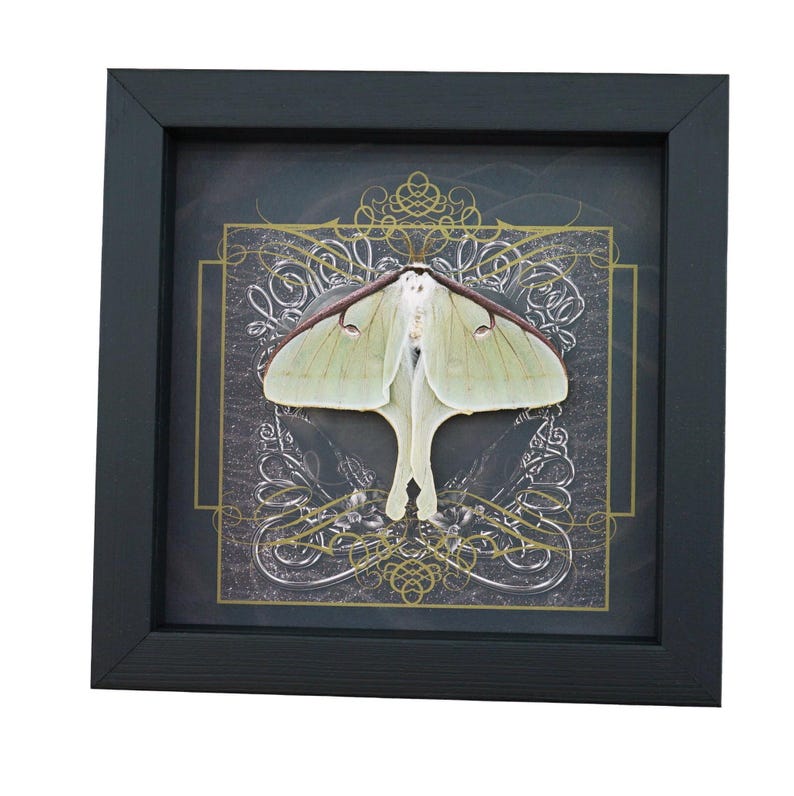 Real Framed Luna Moth Gothic Black Heart Actias Luna Resting Taxidermy ...
