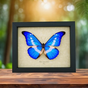 Morpho Rhetenor Helena - Etsy