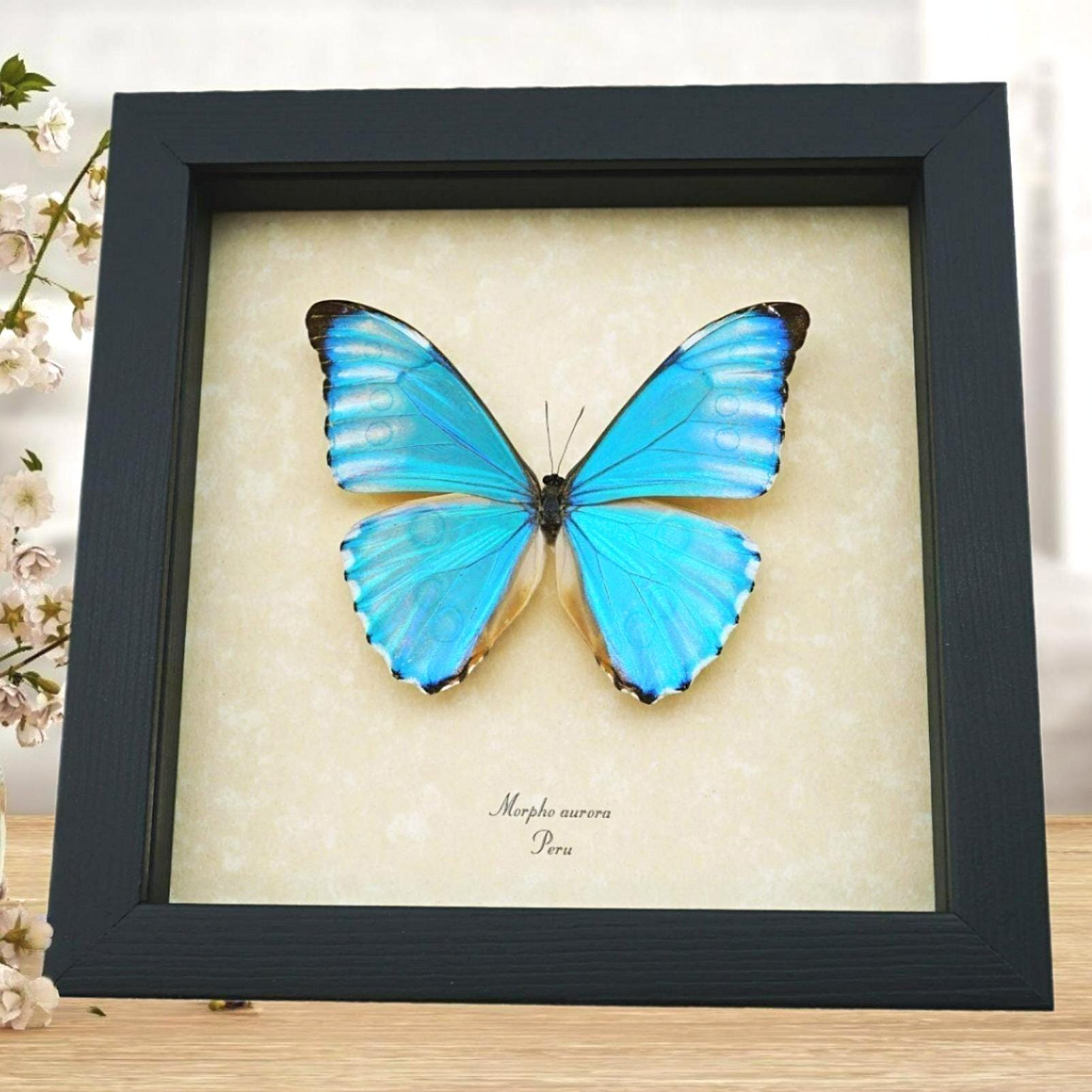 Morpho Aurora - Etsy