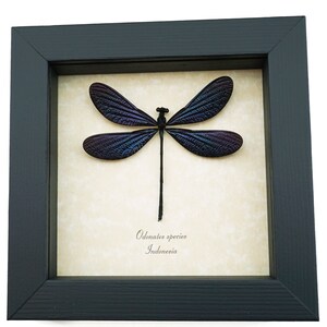 Real Framed Damselfly Aurora Borealis Shimmery Purple Damselfly Insect Display