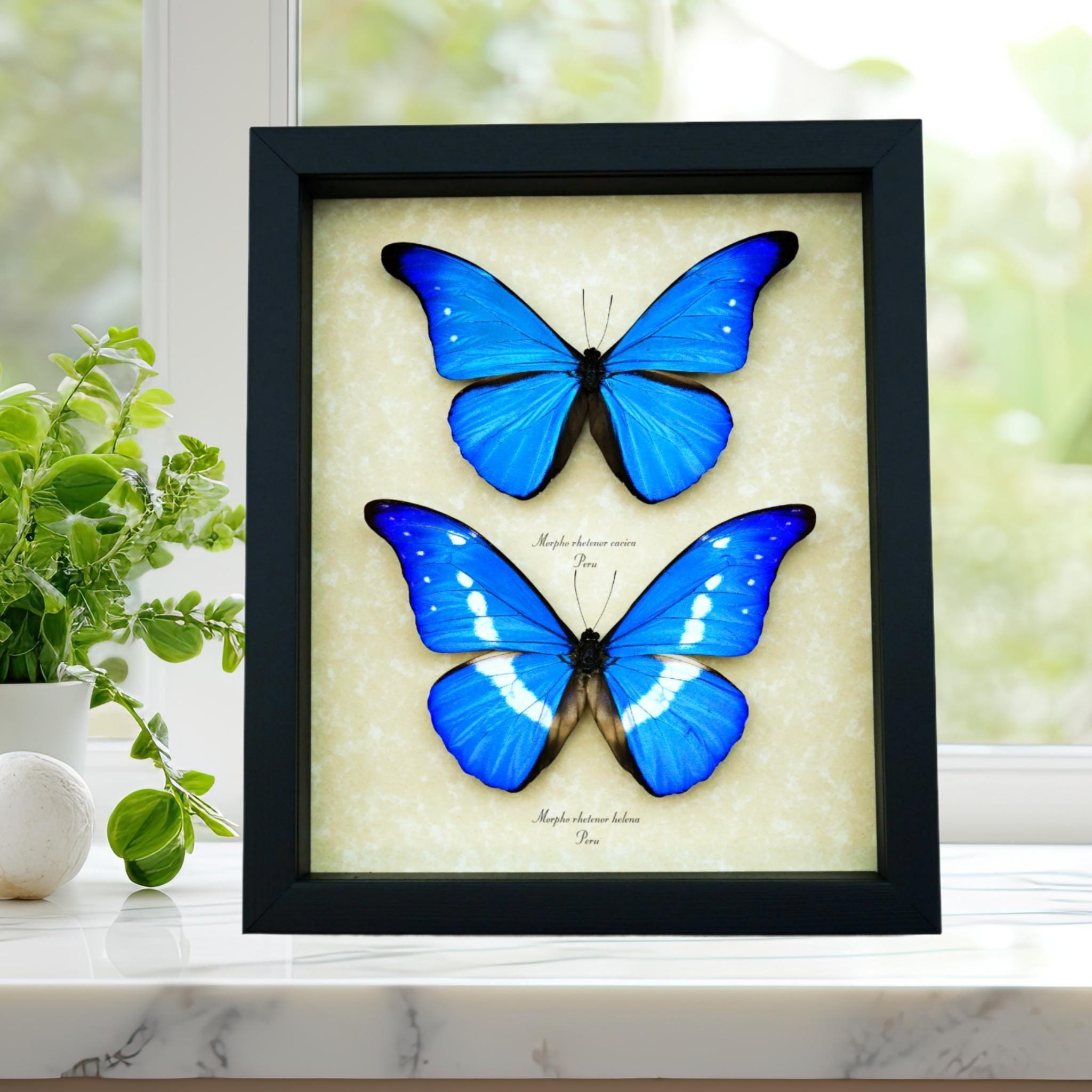Morpho Rhetenor Helena - Etsy
