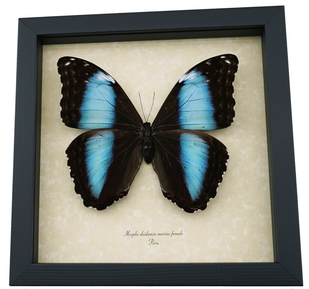 Morpho Deidamia Mariae Female XL 5 1/4″+ Wingspan Framed Blue Morpho ...