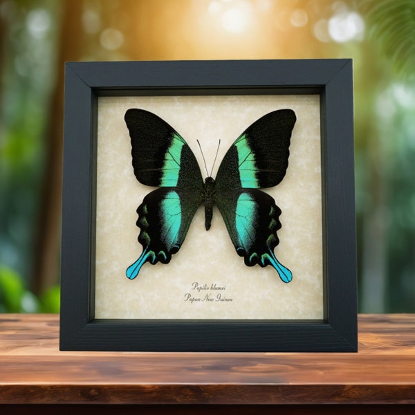 Papilio Blumei Green Peacock Swallowtail Butterfly Framed Taxidermy Display