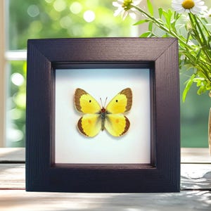 Orange clouded sulphur Butterfly Colias philodice Framed Taxidermy Classic Black Display