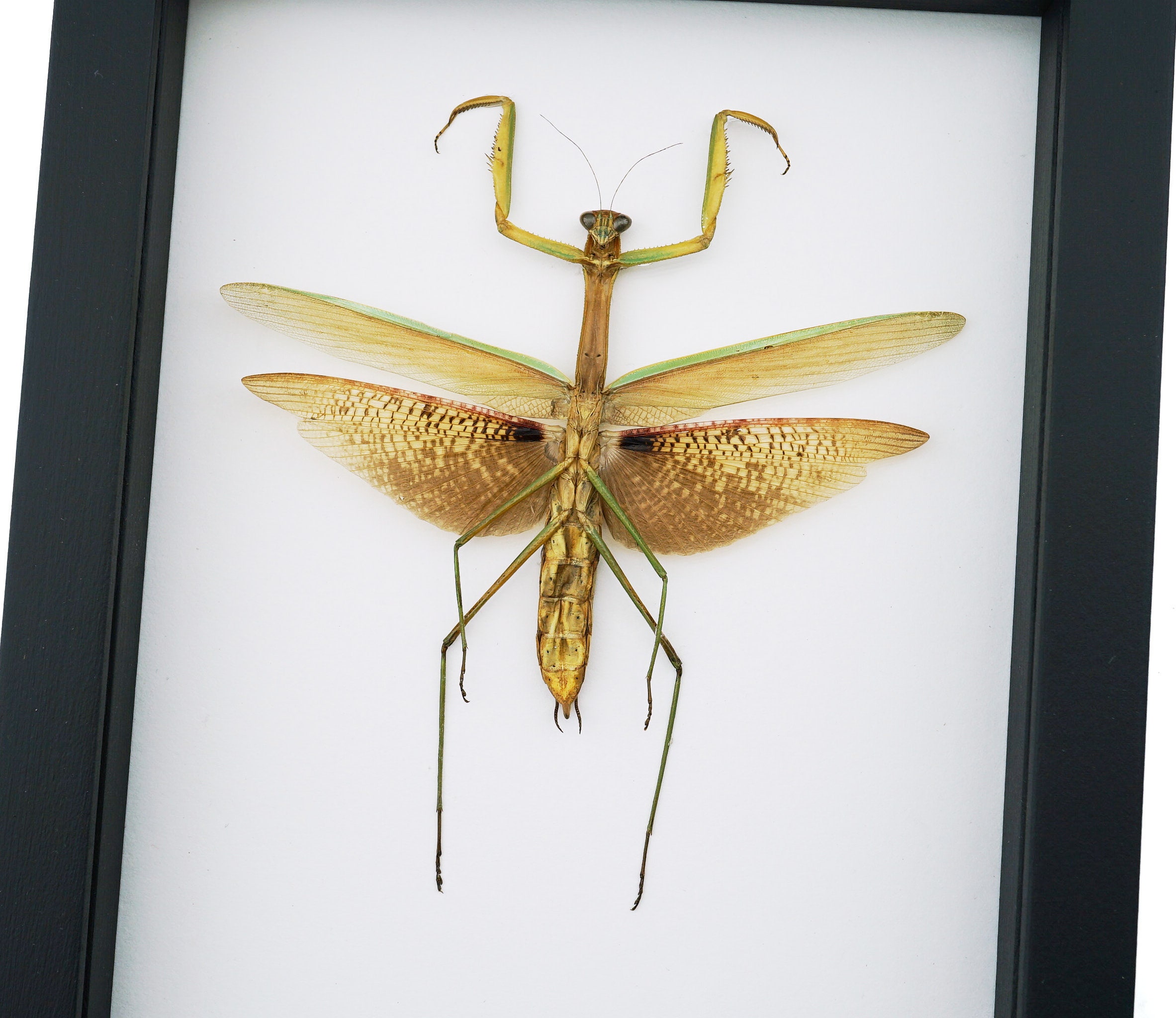 【aviso gold】PRAYING MANTIS 5'6 TINT $_57.JPG?set_id=8800005007