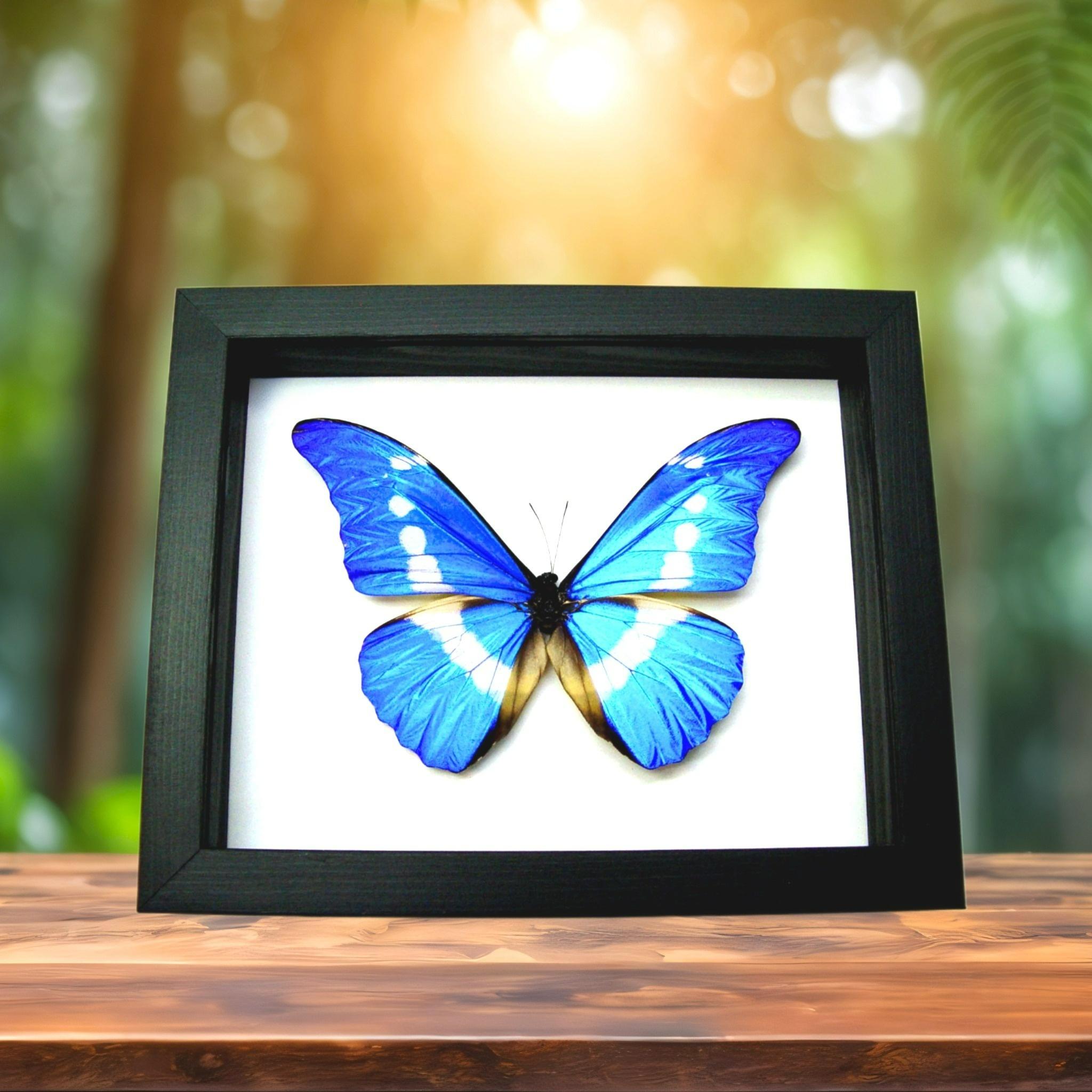 ヘレナモルフォ　139mm Morpho Rhetenor Helena - Etsy
