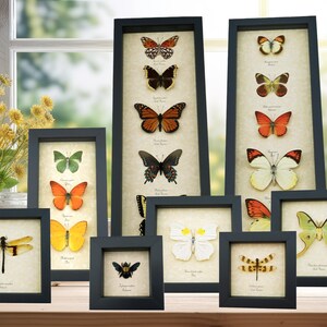 a collection of framed butterfly illustrations, each with a unique design and color pattern. The butterflies are arranged in a visually appealing manner, showcasing the diversity and beauty of these insects.