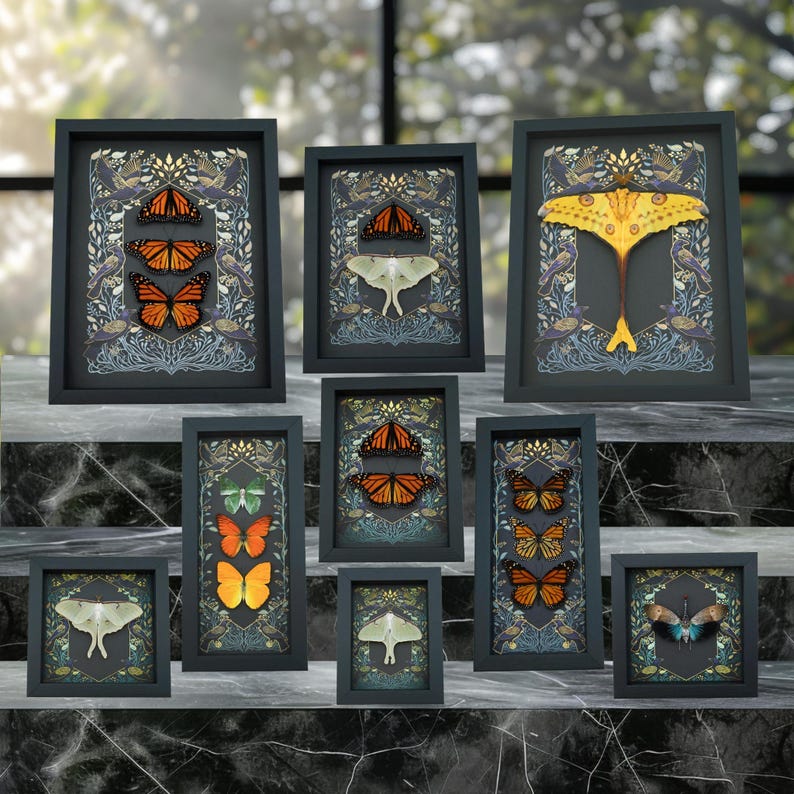 Gothic Ravens Monarch Butterfly Luna Moth Set Real Framed Taxidermy ...