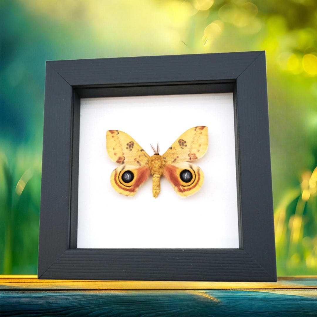 Automeris Io Silk Moth Real Framed Taxidermy Classic Black Display - Etsy