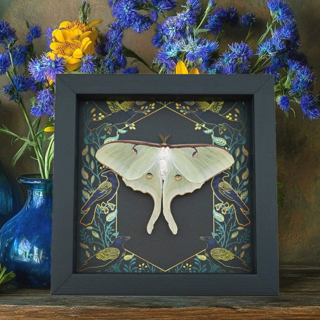 Real Luna Moth Framed Gothic Ravens Actias Luna Resting Taxidermy ...