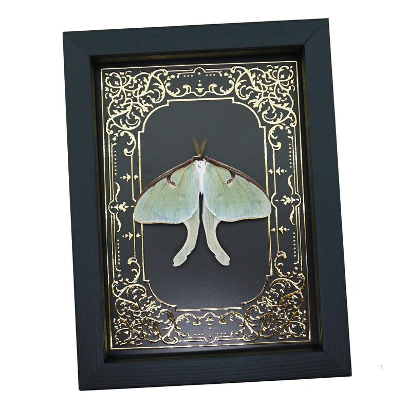 Real Luna Moth Gold Foil Victorian Actias Luna Framed Taxidermy Display ...